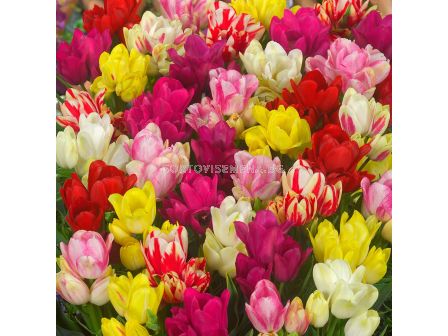 Лале микс /multiflowered shortstemmed mix/ 1 оп (10 бр )