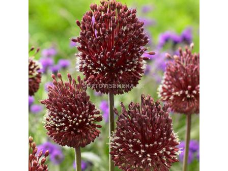 Декоративен лук Red Mohican 1 бр - 1