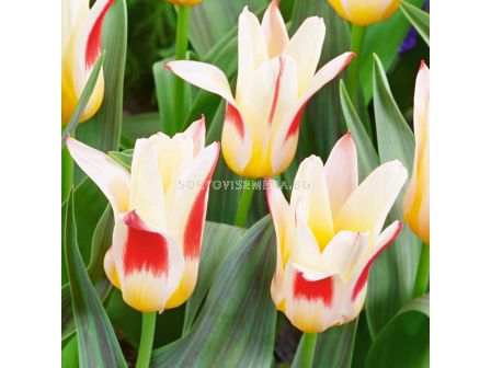 Лале Johann Strauss 1 бр