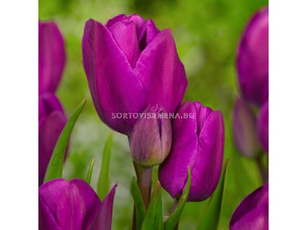 Лале Purple Bouquet / Special edition / 1 бр