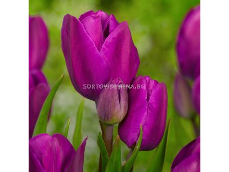 Лале Purple Bouquet (Special edition)