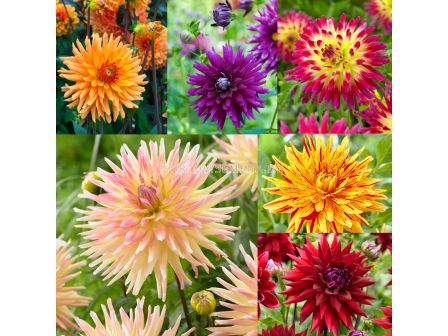 Далия Cactus колекция /1 оп -4 коренища