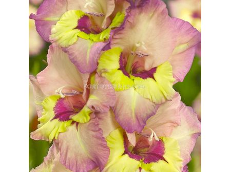 Гладиол /Gladiolus 'Sapporo' /