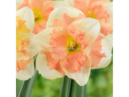 Нарцис Vanila Peach 1 бр