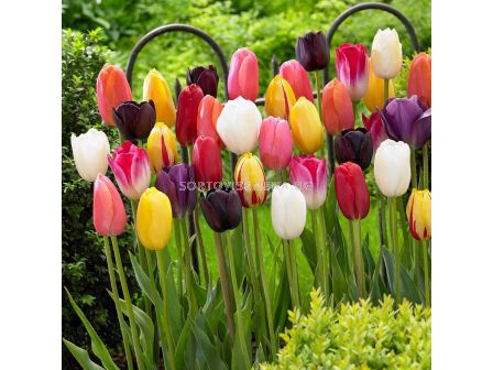 Лале single late mixed/ пакет: 1 оп (10 бр) - 1 - sortovisemena.bg Лале single late mixed/ пакет: 1 оп (10 бр) - 1