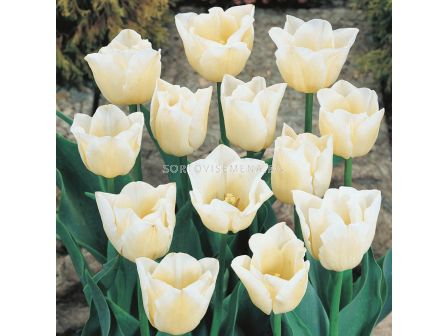 Лале Cheers 1 бр