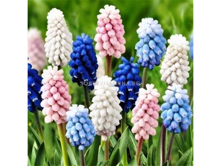 Мускари микс - 25бр