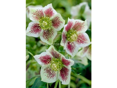 Кукуряк / Helleborus Or. Bollene / 1 бр