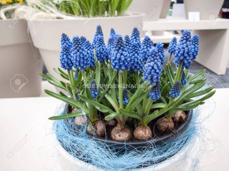 Мускари /Muscari armeniacum/ 1 бр