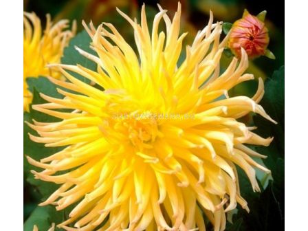 Далия Star Spectacle / 1 корен - sortovisemena.bg Далия Star Spectacle / 1 корен