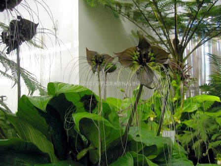 Орхидея на зеления прилеп / Tacca 'Green Isle'/ 1 бр - 2