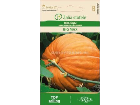 Тиква Биг Макс (PUMPKIN BIG MAX) 'SK - 3 г