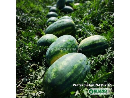 Семена Дини Нейзи F1 - Watermelon Naisy (KS 638) F1 - 2