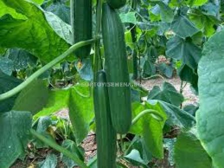 Семена краставици Eslora F1 - 250 семена