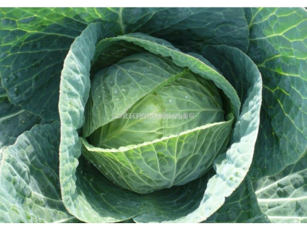 Семена Зеле презимуващо Stanton F1 - BJ