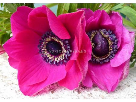 Анемоне розов Anemone Sylphide 1 бр