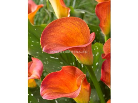 Кала / Orange Beauty / 1 бр