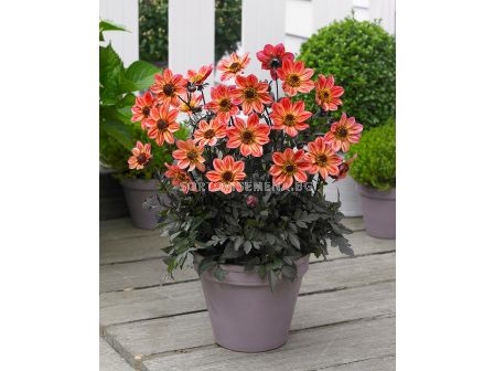 Далия Happy Days Red Flame - 1 корен