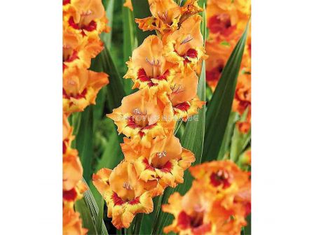 Гладиол /Gladiolus 'Alice' /1 бр - sortovisemena.bg Гладиол /Gladiolus 'Alice' /1 бр