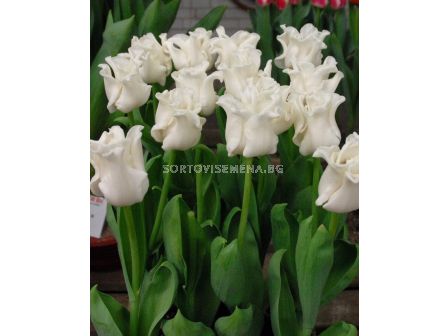 Лале White Liberstar 1 бр
