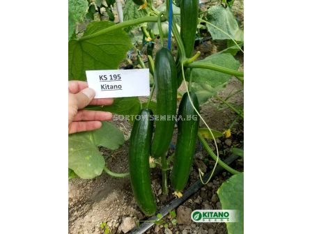 Семена Kраставици KS 195 (тип Beth Alpha) - 100 сем - 1