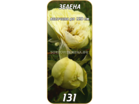 Храстовидна роза 131