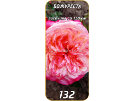 Храстовидна роза 132