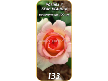 Храстовидна роза 133