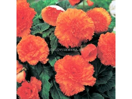 Бегония оранж / FIMBRIATA ORANGE/ 1 бр