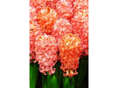 Зюмбюл Odysseus (двуцветен) - 2