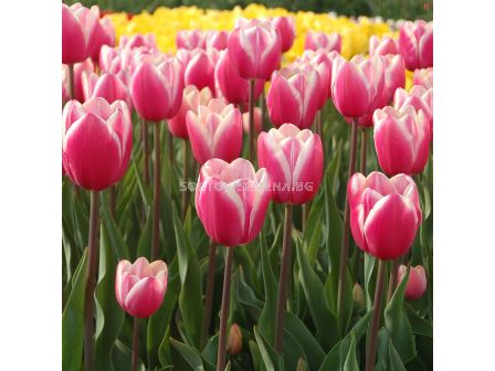 Лале Jumbo Beauty 1 бр - sortovisemena.bg Лале Jumbo Beauty 1 бр