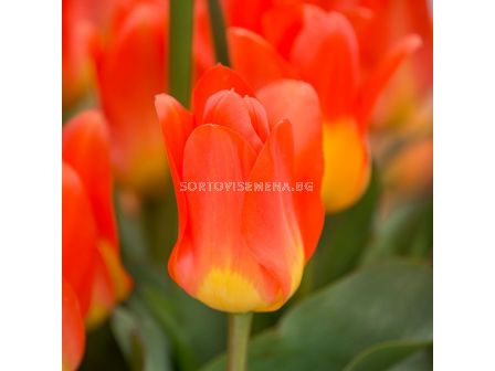 Лале Oracle/ 10/11