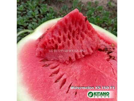 Семена Дини Кинби - Watermelon Kinbi (KS 160) F1  - 1