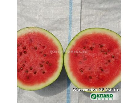 Семена Дини Кинби - Watermelon Kinbi (KS 160) F1  - 2