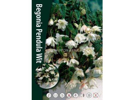 НОВО! Бегония каскадна Бяла /Begonia Pendula Wit/