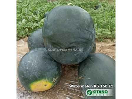 Семена Дини Кинби - Watermelon Kinbi (KS 160) F1  - 3