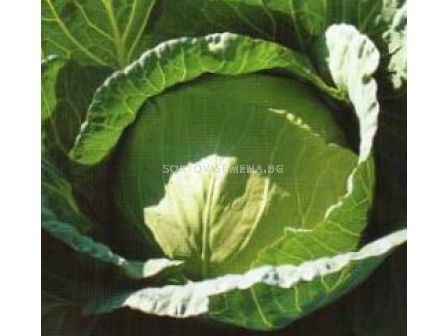 Семена зеле Конкистадор Sakata-2 500 сем - sortovisemena.bg Семена зеле Конкистадор Sakata-2 500 сем