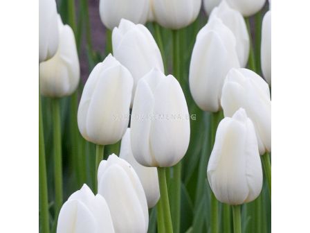 Лале /Tulip Clearwater'/ 11/12