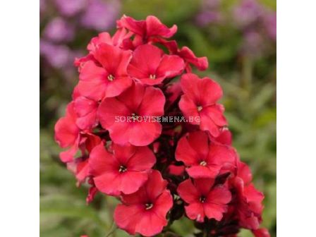 Флокс -Phlox Paniculata Miss Mary - 1 бр			