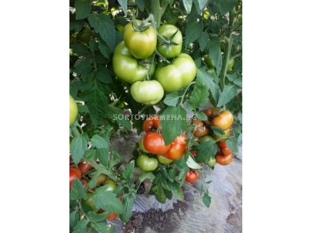 Семена домати Витара (Vitara F1;Runner)Фито- 250 сем