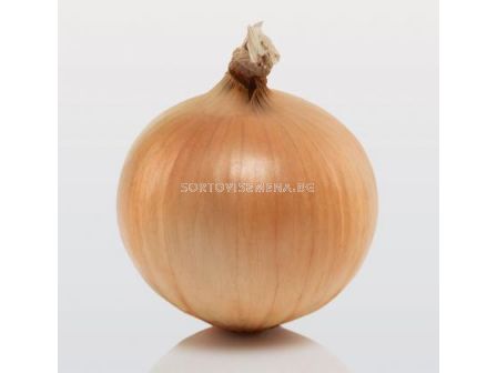 Семена лук Сенши  /Senshi/-500 гр - sortovisemena.bg Семена лук Сенши  /Senshi/-500 гр