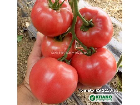 Семена домати Хонока (KS 1157) F1 - 2