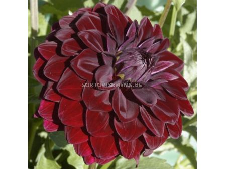 Далия Voo Doo - Dahlia Voo Doo - 1 - sortovisemena.bg Далия Voo Doo - Dahlia Voo Doo - 1