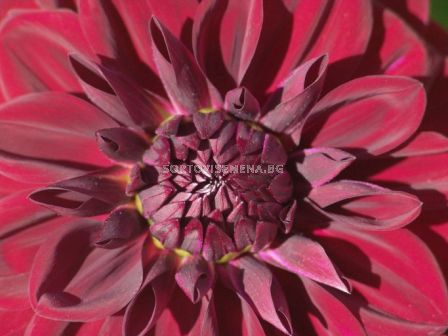 Далия Voo Doo - Dahlia Voo Doo - 2 - sortovisemena.bg Далия Voo Doo - Dahlia Voo Doo - 2