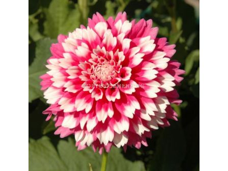 Далия Fuzzy Wuzzy / 1 корен