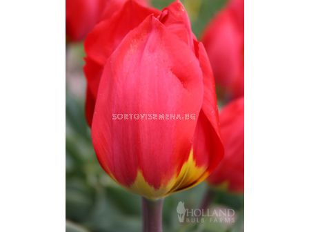 Лале Single early Red Revival 1 бр