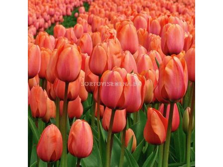 Лале /Tulip Darwin orange '/ 10/11