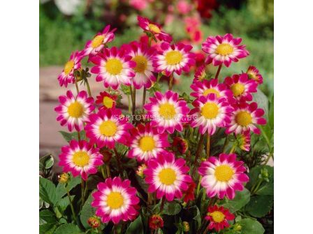 Далия Sweetheart - 1 корен