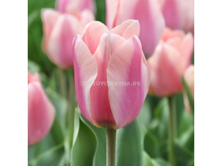 Лале /Tulip Apricona/ 11/12