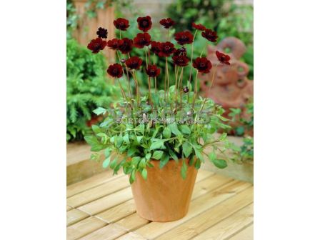 Космос шоколад /Cosmos Chocolate Ruffle/ 1 бр